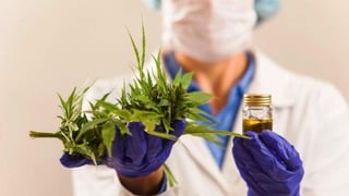 Los nuevos cultivos de la cannabis sativa pueden usarse para regular la baja expresión de citosinas proinflamatorias y vías involucradas en la inflamación y la fibrosis (ESPECIAL) 