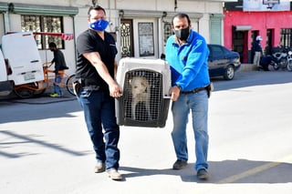 Autoridades municipales rescataron a una mascota abandonada y con cáncer; le darán tratamiento. (EL SIGLO DE TORREÓN)