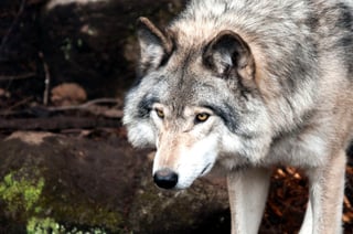 Cachorros de lobo gris mexicano aumentan la esperanza para la especie 