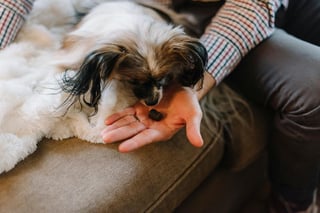 Darle medicamento a tu perro puede ser una difícil tarea si no se encuentra la técnica correcta. (ARCHIVO)