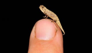 El nanocamaleón se convierte en el reptil más pequeño de entre las casi 11 mil 500 especies conocidas (ESPECIAL) 