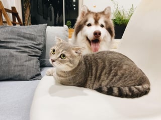 Aunque existe el mito de que perros y gatos se odian por naturaleza, ambos pueden convivir en el mismo hogar y el tutor estar dispuesto a socializarlos. (ARCHIVO)