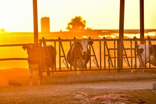 De acuerdo con la Sader, Durango aporta el 10.3 % de la producción nacional de leche de vaca. (EL SIGLO DE TORREÓN) 