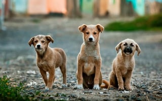 Son muchas las razas de perros en el mundo, pero siempre una es para ti. (ESPECIAL)
