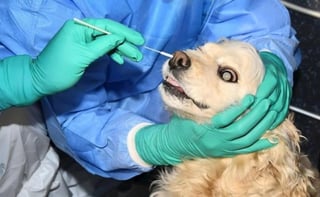 Las pruebas se realizan a las mascotas que presenten síntomas o hayan estado en contacto con personas infectadas por COVID-19 (ESPECIAL) 