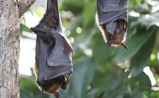 Los anticuerpos desarrollados en los murciélagos infectados con el nuevo coronavirus, podrían neutralizar al SARS-CoV-2 (ESPECIAL) 