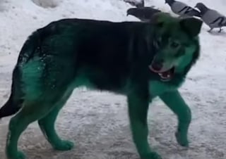 La imagen de los perros color verde causó sensación en redes que no tardó en viralizarse (CAPTURA) 