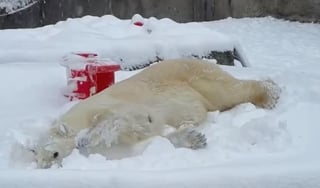 El oso polar de nombre 'Blizzard' se ha convertido en una sensación al disfrutar de la tormenta que ha traído diversas afectaciones a los EUA y parte de México (CAPTURA) 