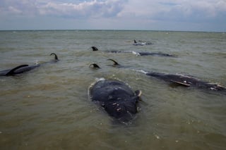 Sólo tres de 45 ballenas que quedaron varadas el viernes en aguas poco profundas de una isla de Indonesia lograron sobrevivir, informaron las autoridades. (ARCHIVO) 