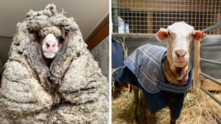 Al quitarle la lana, se ve completamente diferente. (INTERNET)