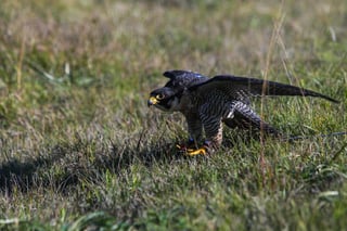 El comportamiento migratorio de las aves estaría asociado a un gen y, gracias a un grupo de halcones peregrinos, los científicos han encontrado la que consideran la mayor evidencia de que este existe. (ARCHIVO) 