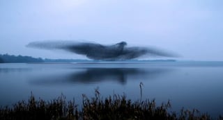 La imagen fue tomada mientras las aves volaban sobre el lago Lough Ennell (CAPTURA) 