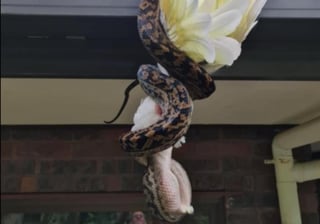 La serpiente logró devorar por completo al ave (FACEBOOK)
