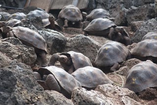 Durante millones de años diferentes tipos de tortugas se adaptaron a vivir en unas islas volcánicas aisladas del continente americano donde evolucionaron hasta dominar sus hábitats. Hoy, es el ser humano el que trata de impedir su extinción en el famoso archipiélago al que dan nombre: Galápagos. (ARCHIVO) 