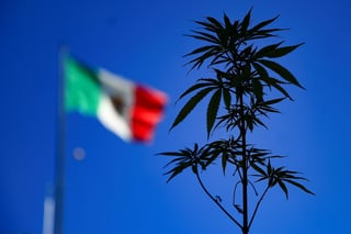 La Cámara de Diputados de México aprobó este miércoles la legislación que regula el consumo lúdico de marihuana en el país para cumplir un mandato de la Suprema Corte de Justicia de la Nación que en 2018 consideró inconstitucional su prohibición. (EFE)