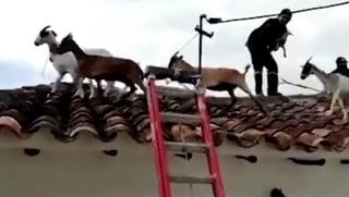 Bomberos ayudaron a los animales a bajar del techo (CAPTURA) 