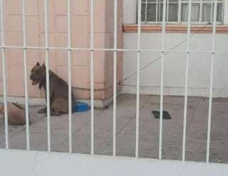 El pasado viernes mediante redes sociales y múltiples grupos de cuidado a los animales en Torreón, se reportó a un perro en estado de 'abandono' y descuido en la colonia Villa California.  (Facebook)