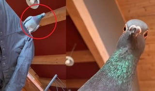 La reacción del ave ha 'conmovido' a cientos de internautas que han compartido el video en otras redes sociales (CAPTURA) 