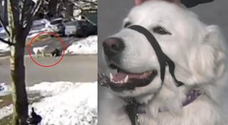 Al ver a su dueña inconsciente, el can buscó ayuda en el conductor de un automóvil al que le bloqueó el paso para que se detuviera (ESPECIAL) 