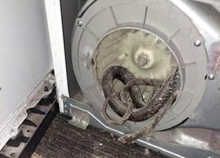 Según el reparador, el caso es de lo más inusual, pues las secadoras suelen tener rejas que impiden entren animales. (INTERNET)