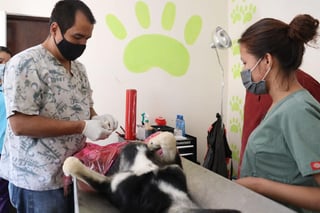 En la campaña de esterilización que el fin de semana llevó a cabo el Centro Antirrábico de San Pedro se realizaron total de 37 esterilizaciones de caninos y felinos. (MARY VÁZQUEZ)