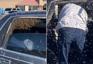 No está claro por qué las abejas se sintieron atraídas por el auto o de dónde vinieron. (INTERNET)