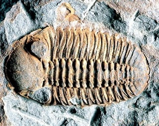 Un nuevo estudio constata la existencia de sofisticados órganos respiratorios en criaturas marinas de hace 450 millones de años; al contrario de lo que se pensaba, los trilobites respiraban a través de las patas, con unas estructuras parecidas a las branquias que colgaban de sus muslos. (ESPECIAL) 
