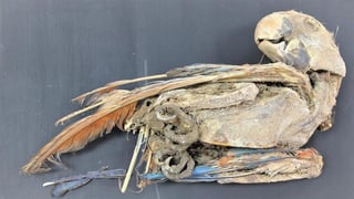 El análisis de restos momificados de al menos seis especies de loros revelan que en el período intermedio tardío, entre 1100 y 1450, las comunidades del desierto de Atacama adquirían ejemplares de estos animales procedentes del trópico amazónico, a más de 500 kilómetros al este. (ESPECIAL) 
