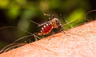 Aproximadamente el 50 por ciento de la población mundial está expuesta al paludismo, enfermedad transmitida por un mosquito. (ARCHIVO)