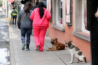 En lo que va del año, en Durango han sido atendidas 291 personas por mordeduras de perros. (EL SIGLO DE TORREÓN) 