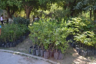 Todos los años se reproducen distintas especies de árboles en el vivero de Lerdo con la finalidad de reforestar el municipio.