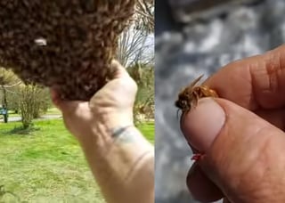 Un video sorprendente que sólo un experto como el apicultor que protagoniza podría lograr. (INTERNET)