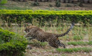 El leopardo fue trasladado a un zoológico tras ser capturado (THETRIBUNE)