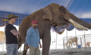 Integrantes de la familia que durante los últimos seis años tuvieron a su cuidado al elefante Big Boy, han salido a contradecir al activista e influencer Arturo Islas Allende por la forma en que fue liberado el animal y exhibido en redes sociales.  (ESPECIAL) 