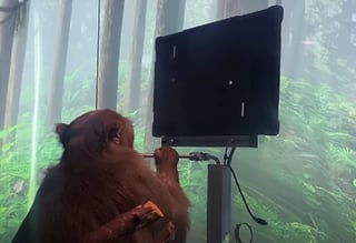 Según Musk, el mono estaría jugando 'telepáticamente' con ayuda del chip (CAPTURA) 