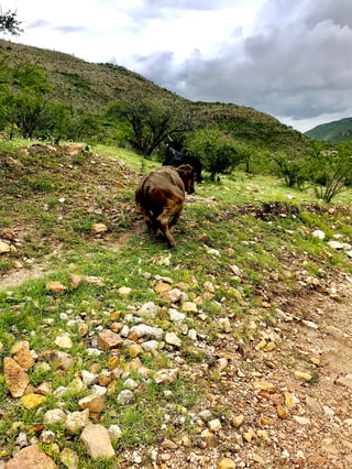 Se registra mortandad de ganado en zonas de Durango debido a la prolongada ausencia de lluvias.