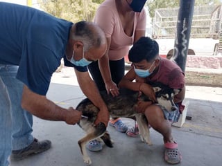 Personal del Cetro Antirrábico visitó al ejido El Retiro y aplicó 116 vacunas a perros y gatos. (EL SIGLO DE TORREÓN) 