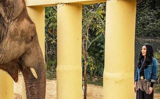 Liberación. Se relatará el proceso de tres años para lograr la liberación del elefante. 