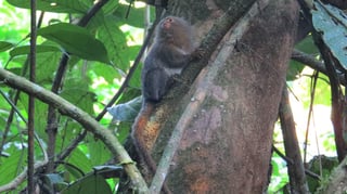 Un equipo de investigadores de varios países descubrió en la Amazonía ecuatoriana una nueva especie de leoncillo, los primates más pequeños del mundo, informó la Universidad San Francisco de Quito (USFQ). (ARCHIVO) 
