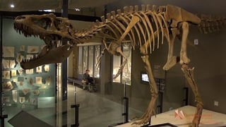 A un paleontólogo en California (EUA) se le ocurrió que era posible calcular cuántos Tiranosaurios rex hubo y con su equipo ha creado un método que podría usarse para estimar la población de otras especies extintas, según un artículo que publica la revista estadounidense Science. (ESPECIAL) 