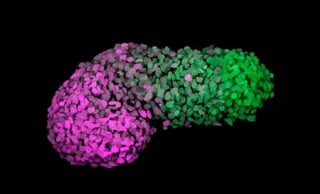 La capacidad de cultivar células de una especie dentro de un organismo de otra diferente ofrece a los científicos una poderosa herramienta para la investigación y la medicina, y ahora un equipo liderado por el español Juan Carlos Izpisúa ha logrado generar 'embriones quimera' humano-mono. (ARCHIVO) 