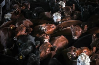 En el estado de Durango se produjeron 27 mil toneladas de carne de res en el primer semestre del año. (EL SIGLO DE TORREÓN) 