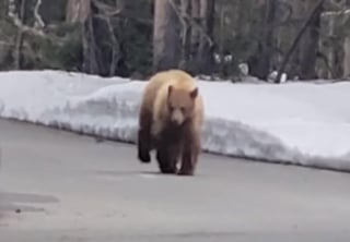 El oso perdió el interés en el hombre luego de unos minutos (CAPTURA)