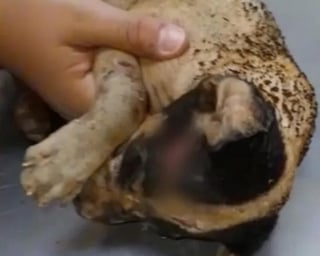 Un cachorro de tres meses fue quemado vivo por un grupo de adolescentes que le prendió fuego 'por diversión' en la colonia Lomas Medina de la ciudad de León. (Especial) 