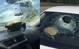 Se piensa que la tortuga fue aventada por otro automóvil y 'salió volando' hasta impactar contra el parabrisas del vehículo donde viajaba la mujer (ESPECIAL) 