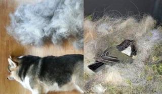 El sobrante del pelo de los perros es un excelente material para la construcción de los nidos de las aves (ESPECIAL) 