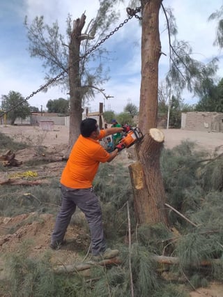 Personal de Protección Civil y Bomberos se encargan del retiro de enormes árboles que representan un riesgo en las escuelas.