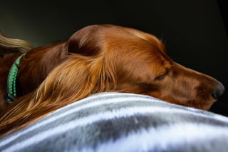 No existe una cura para la epilepsia canina, solo tratamientos para calmar los síntomas. (ESPECIAL)