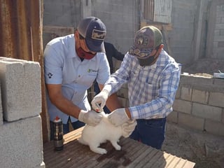 Actualmente, se han inmunizado a 585 conejos en el sector ganadero del municipio de Lerdo.