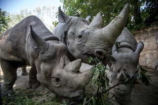 Con menos de un centenar de ejemplares vivos, el rinoceronte de Sumatra es una de las especies de mamíferos más amenazadas que hay, pero un estudio genético revela que sus niveles de endogamia son sorprendentemente bajos, una buena noticia que podría ayudar a su conservación. (ARCHIVO) 